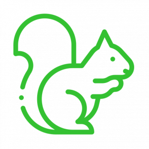 Squirrel icon