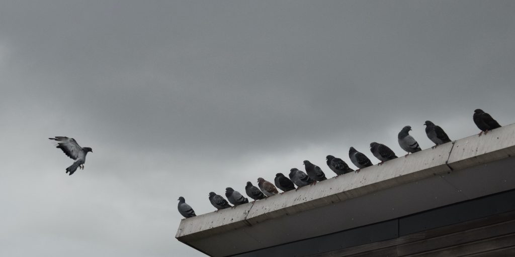 Line of pigeons on home - TH Pest control services
