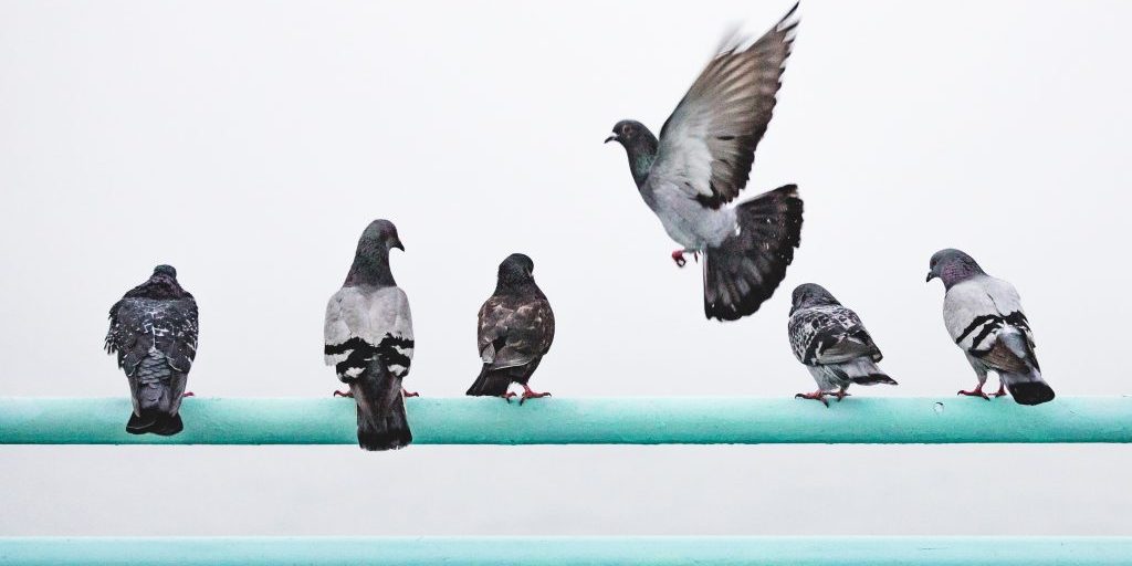 Pigeon services with TH Pest control services