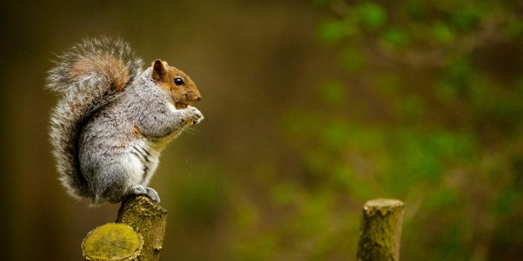 control services for Squirrelsin the uk with th pest control